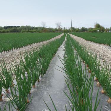field of plants growing in a row