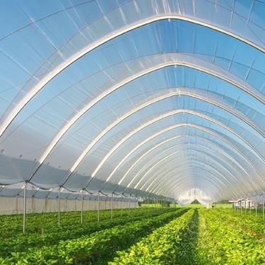 rows of plants in a greenhouse